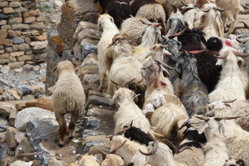 भारत-तिब्बत सीमा में चरवाहे भेड़ पर करते हैं कारोबार