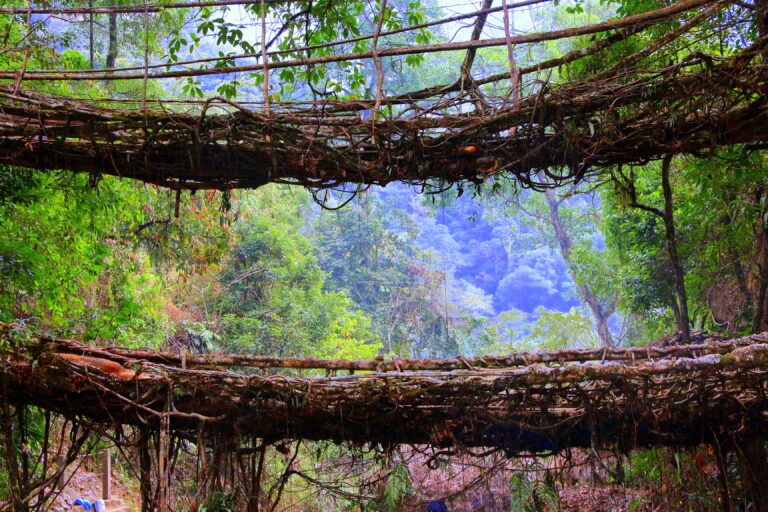 Double decker root bridge